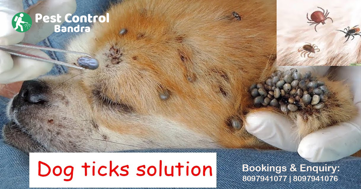 Dog Ticks Control in Bandra